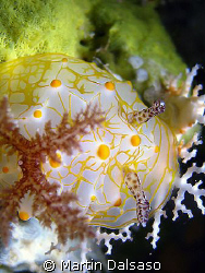 Nudi @ 130 by Martin Dalsaso 